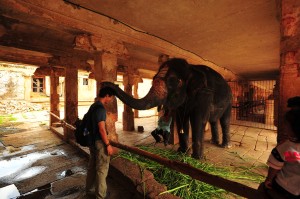 Lakshmi...for blessing me with her trunk when I gave her a coin. 7/29/10
