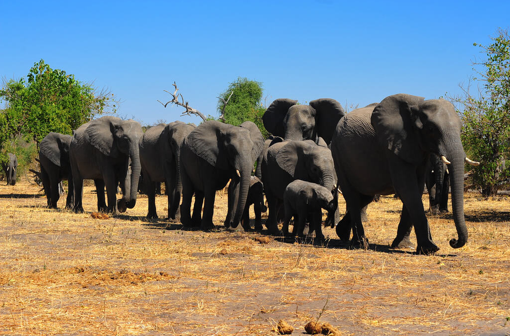 An Elephant Symphony Plays In Chobe National Park