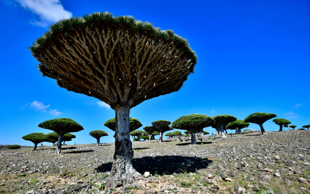 Socotra-pped On An Island Paradise: Day 5 – Always Up to Nogud!