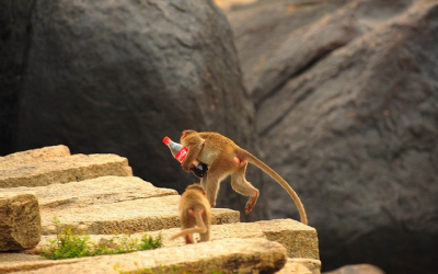 Blessed By Lakshmi The Elephant; Mugged By Rahul The Monkey