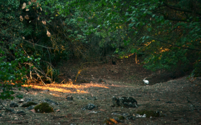 Escape From Snake Island