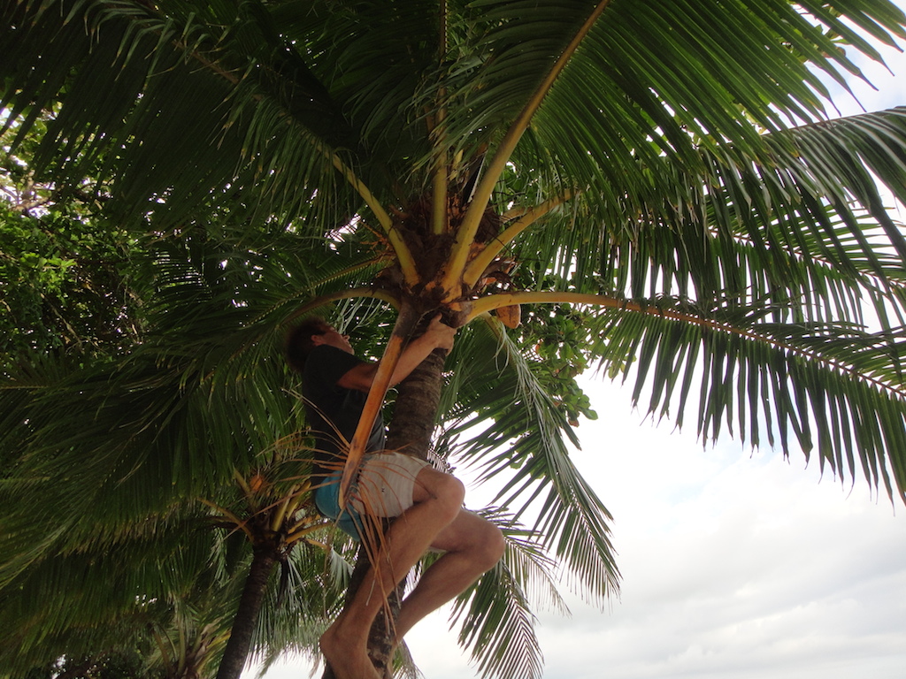 Harvesting fresh young coconut - locally referred to as "pipas". More on this later...