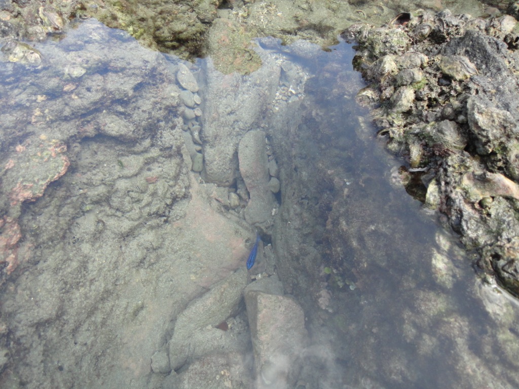 A tide pool in the area with a bright blue reef fish