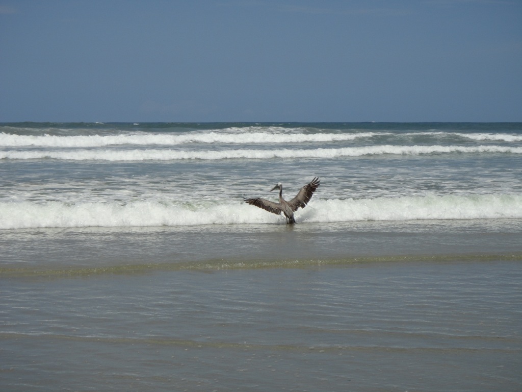 A pelican stretching its wings