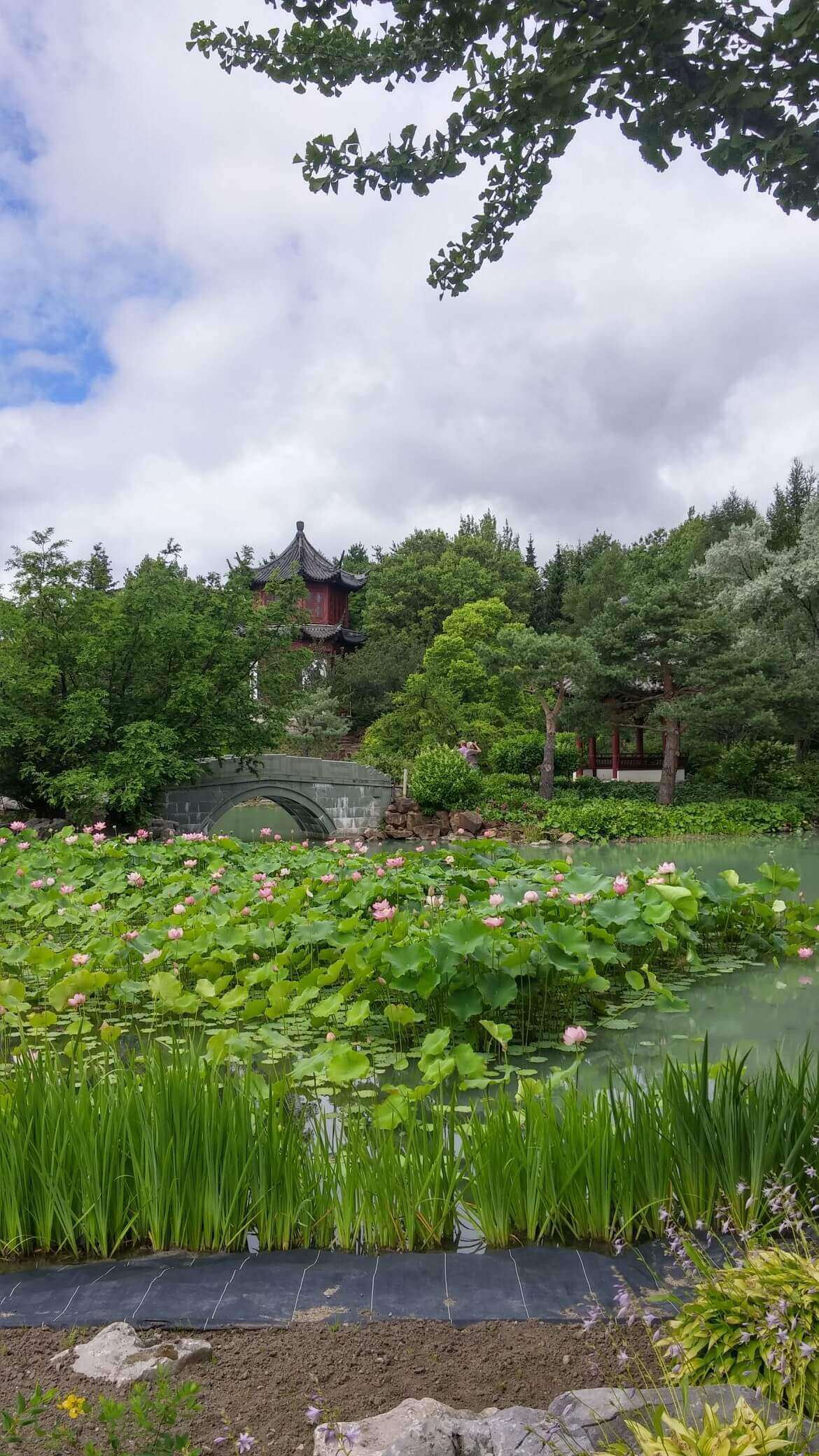 A sizeable pond inside the Chinese gardens