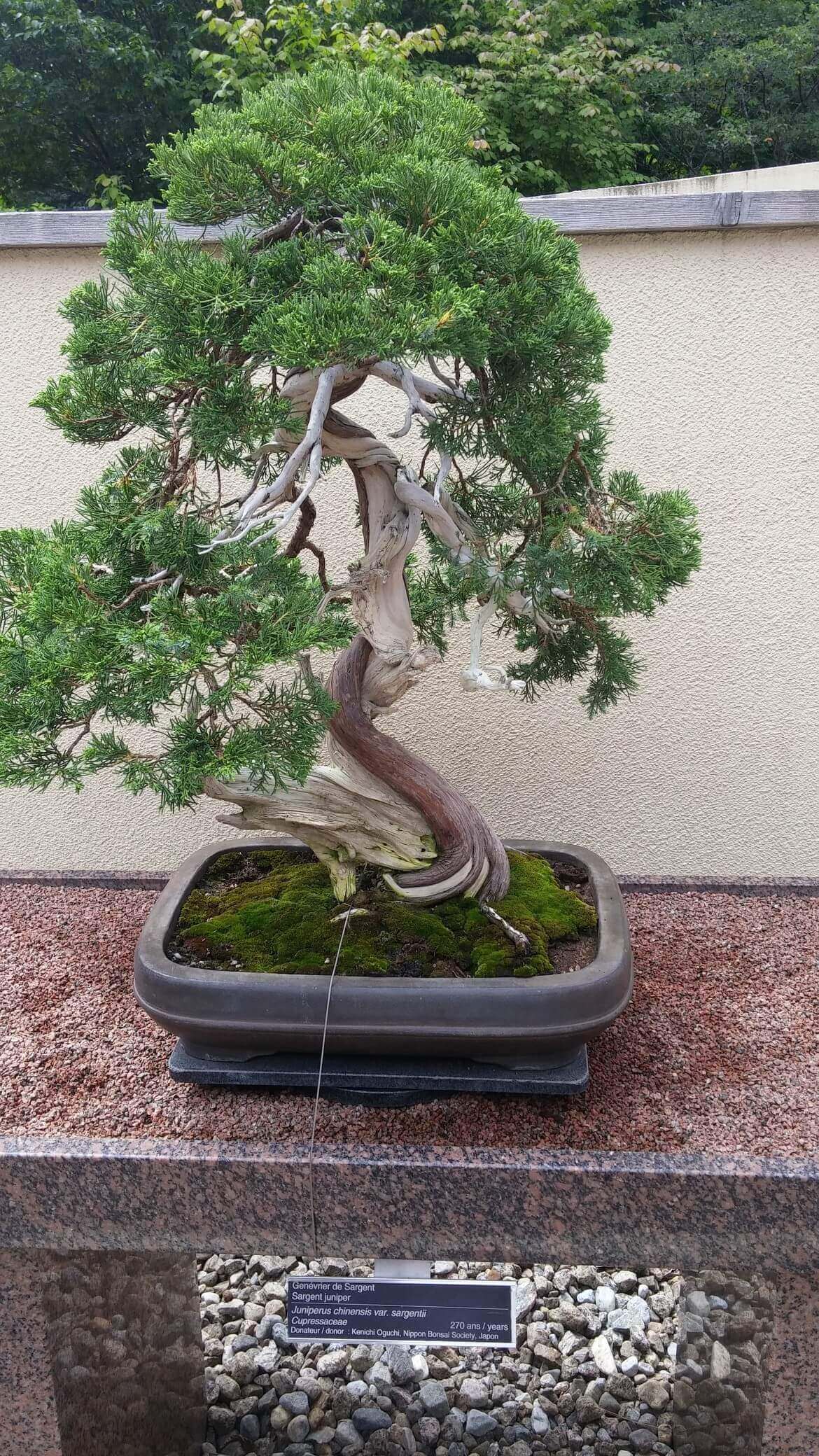 270 bonsai tree on display
