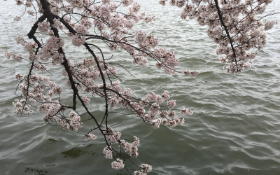 The D.C. Cherry Blossom Watch