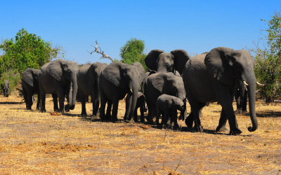 An Elephant Symphony Plays In Chobe National Park