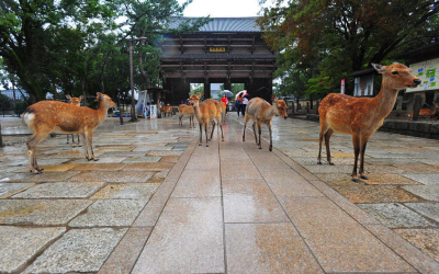 I Ain’t Nara Scurred!