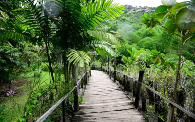 Nadi A Bad Time To Try Real Fiji Water