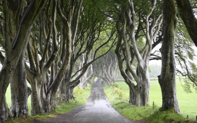 They Might Be Giant’s Causeway