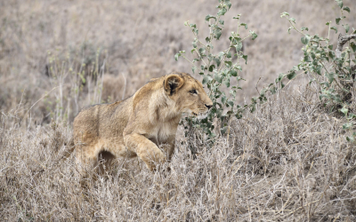 The Tanzanian “Safar(i) So Good” Epic: The Serengeti Serenade
