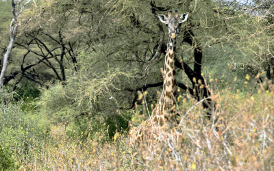 The Tanzanian Safari Epic: Lake Manyara National Park