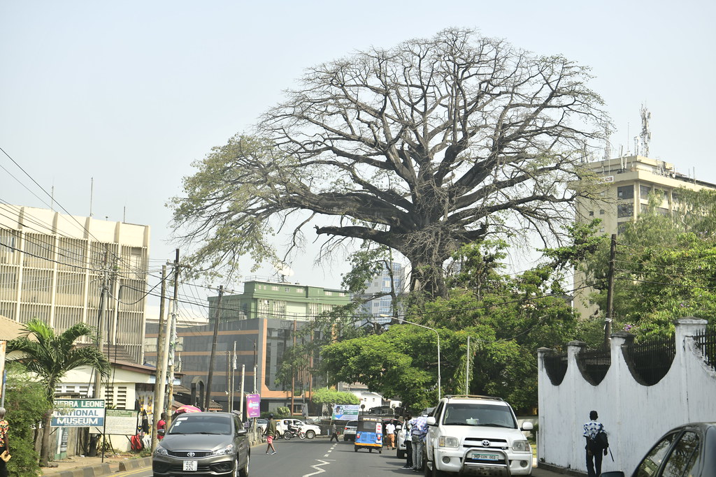 Freetown at Last The Monsoon Diaries