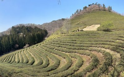 Riding the Magic SchoolBoseong