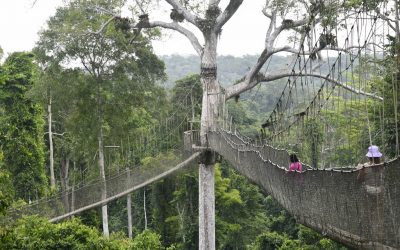 Let’s Kakum Up That Ladder